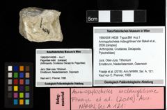 Foto (Objekt + Etiketten) von Ammopylocheles mclaughlinae (Van Bakel et al., 2008)
